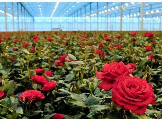 宜春鮮花保鮮庫設(shè)計(jì)公司推薦