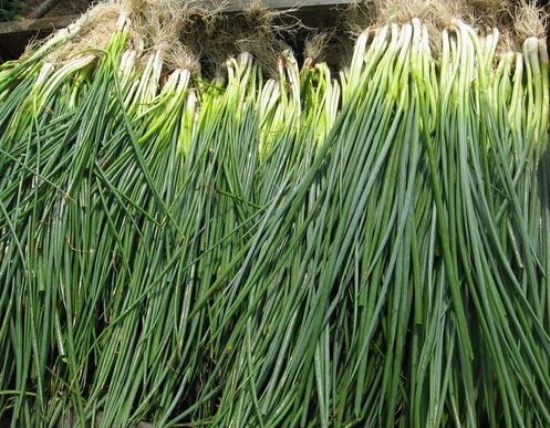 如何利用保鮮冷庫對大蔥進行正確儲藏？